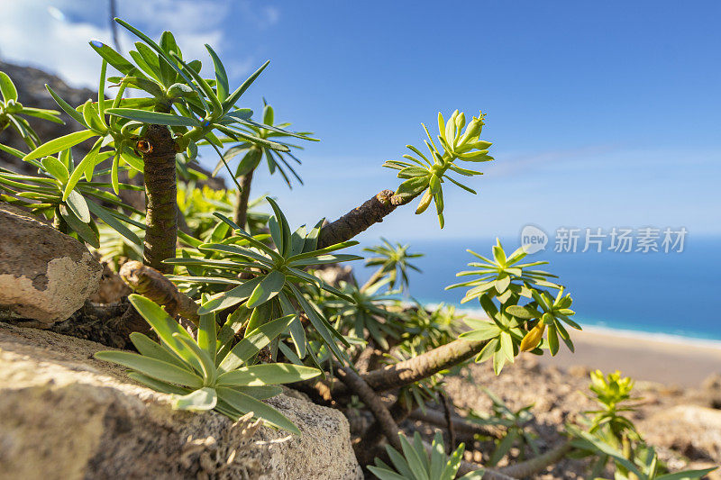 Jandía自然公园阳光明媚的一天，Fuerteventura -从morro Jable Summit Up